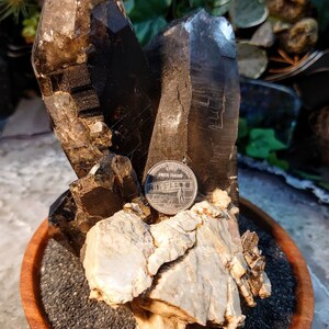 May include: A cluster of smoky quartz crystals with a white mineral base, displayed on a wooden bowl with black sand. A US quarter is included for scale.