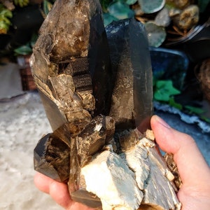 May include: A large cluster of smoky quartz crystals with a natural, rough texture. The crystals are a dark brown color and have a translucent appearance. The cluster is resting on a bed of white, chalky material.