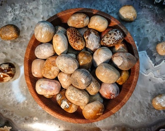 インドネシア産の化石サンゴのタンブルストーン / 研磨された小石