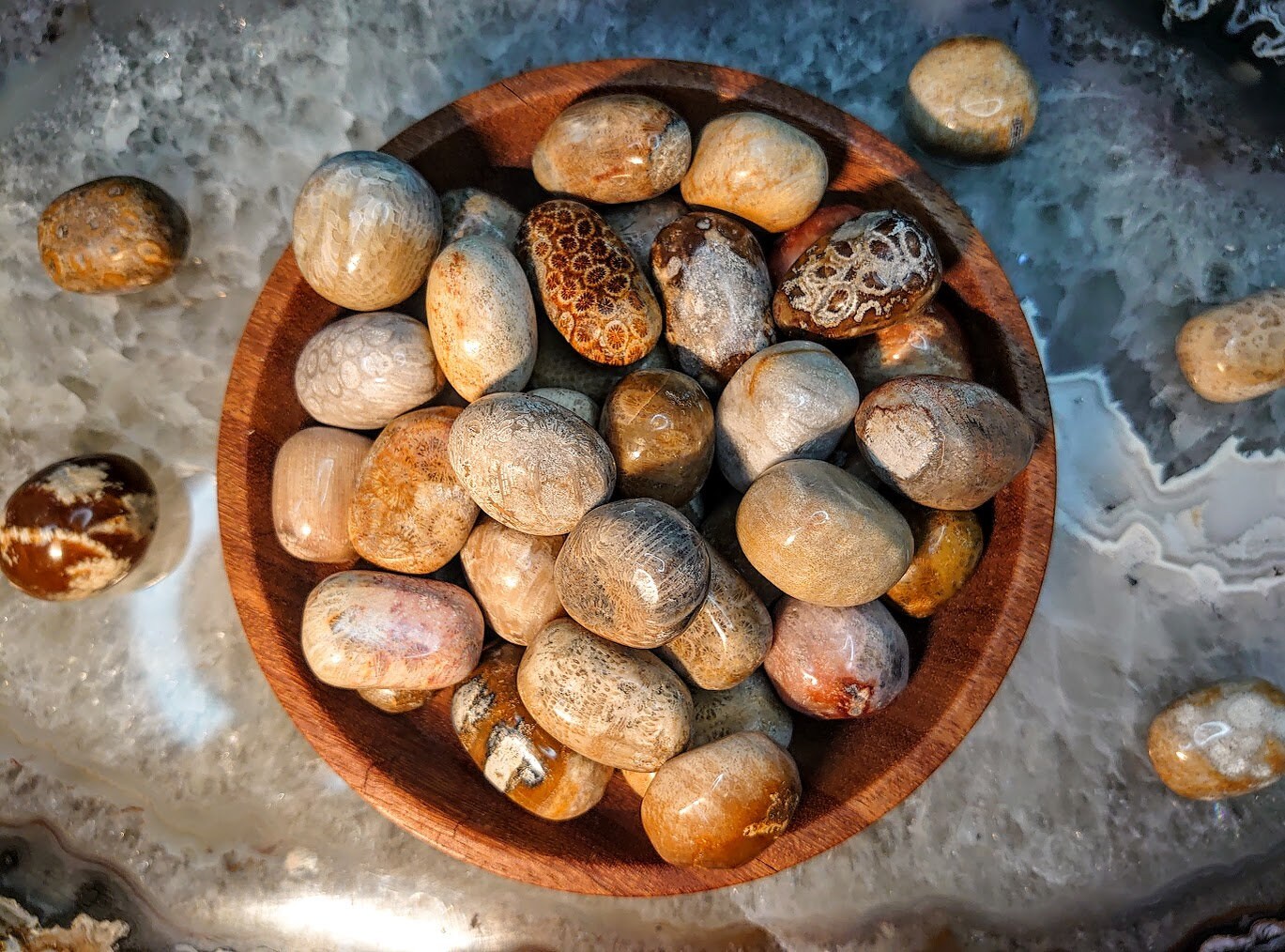 インドネシア産の化石サンゴのタンブルストーン / 研磨された小石