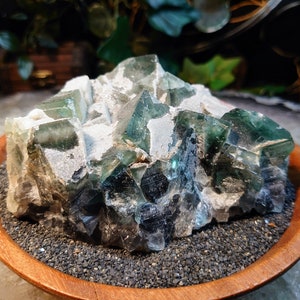May include: A cluster of green fluorite crystals with a white matrix, displayed in a wooden bowl with black sand.