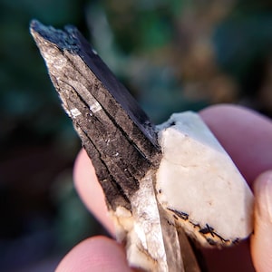 Glossy Black Aegirine Crystal with Feldspar and Quartz from Malawi, Africa for Crystal Healing / 9.66g / Home & Altar Decor