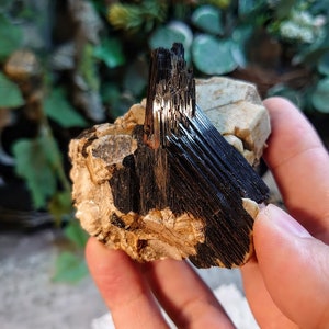 May include: A black tourmaline crystal cluster with a sharp, pointed shape. The crystal is embedded in a matrix of white and brown rock.