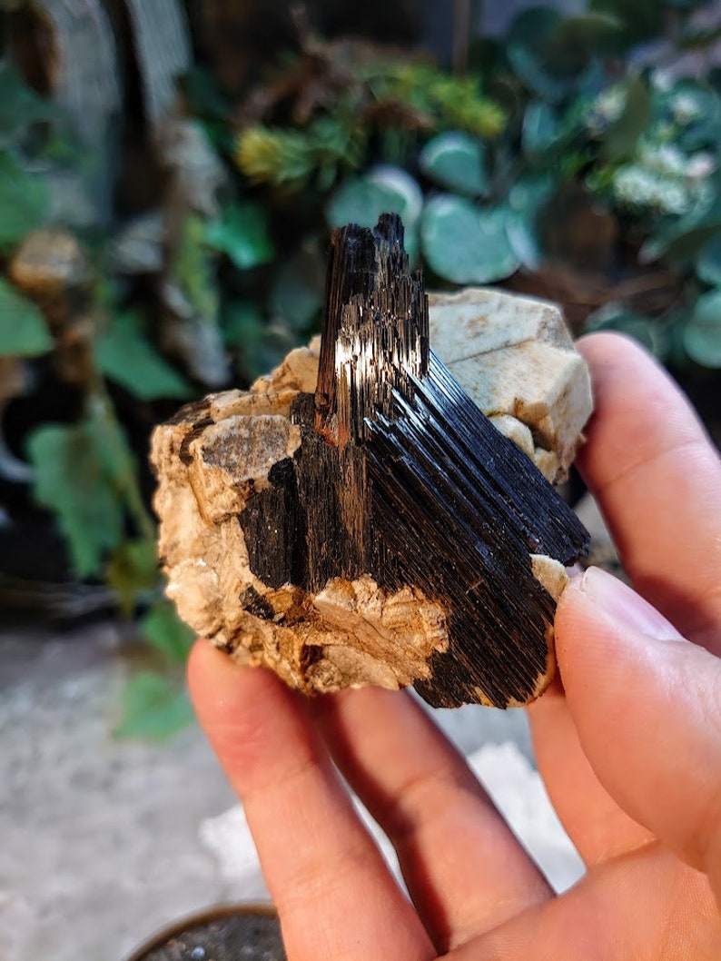 May include: A black tourmaline crystal cluster with a sharp, pointed shape. The crystal is embedded in a matrix of white and brown rock.