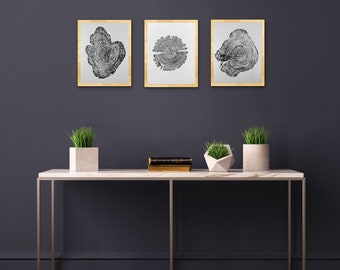 Set of three 11x14 wood stump tree ring prints. All prints are original signed pieces.