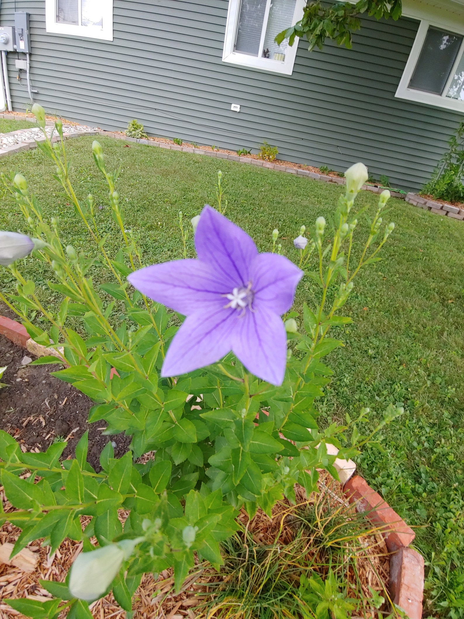 Purple Balloon Flower 25 Seeds Etsy