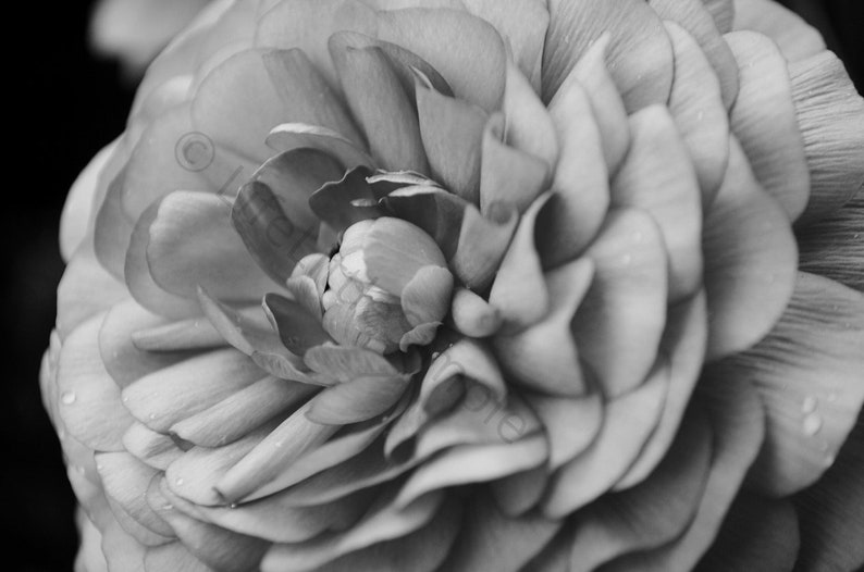 Digital Black And White Rose Wall Art Digital Print Print Etsy