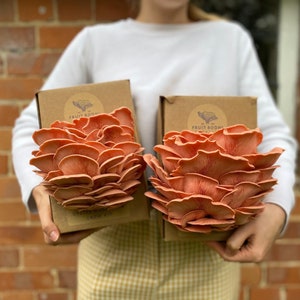 Oyster Mushroom Grow Kit