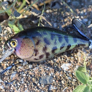 May include: A black, green, and purple fishing lure with a realistic fish design. The lure has two treble hooks and a large, yellow eye.