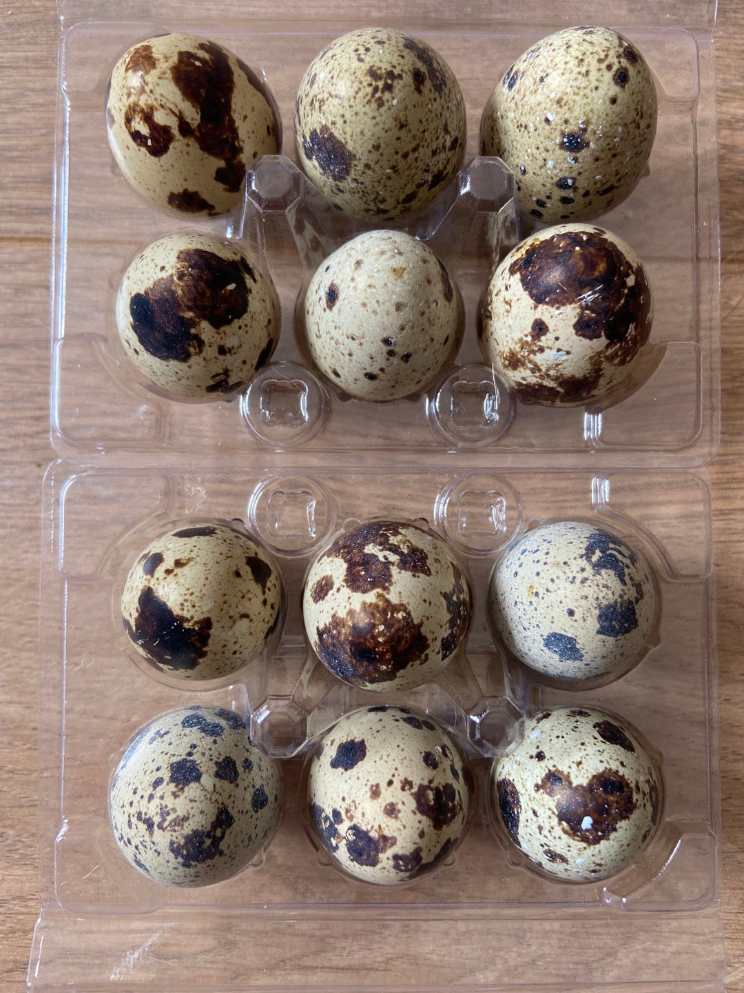 12 Pharaoh Jumbo Quail Hatching Eggs Etsy