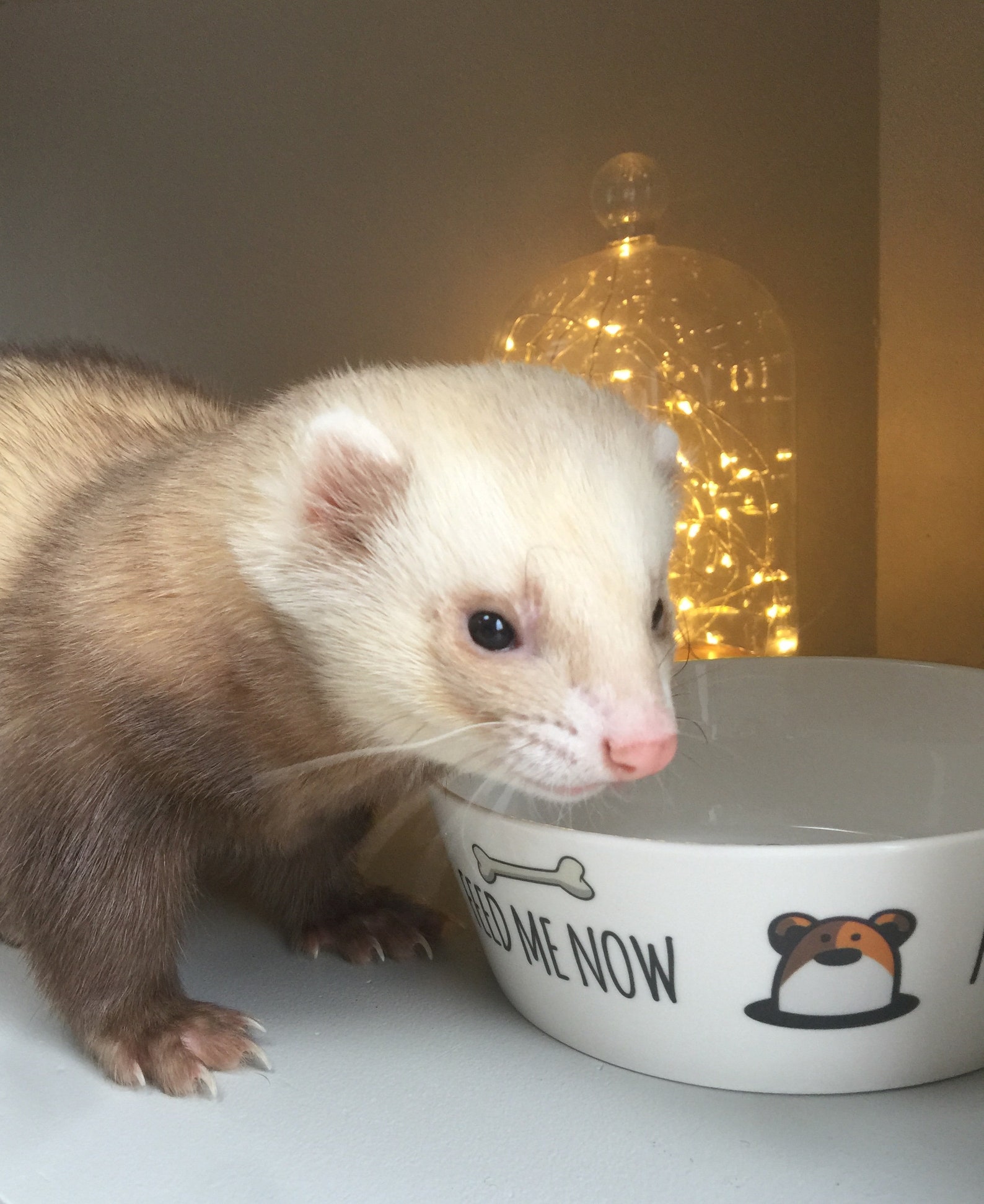 Feed Me Now Ferret/Pet Food Bowl Etsy