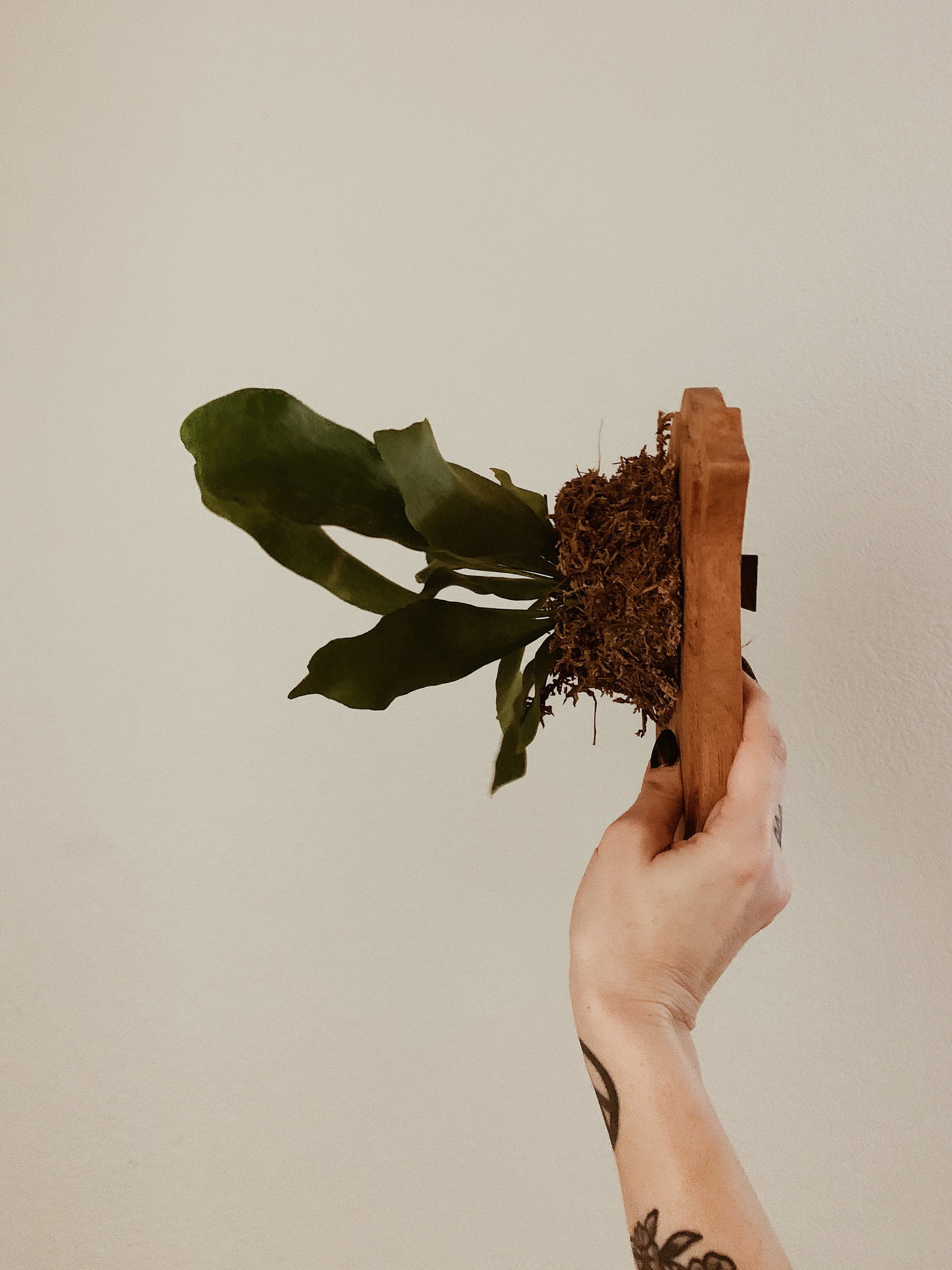 Spanish Cedar Mounted Staghorn Fern Etsy