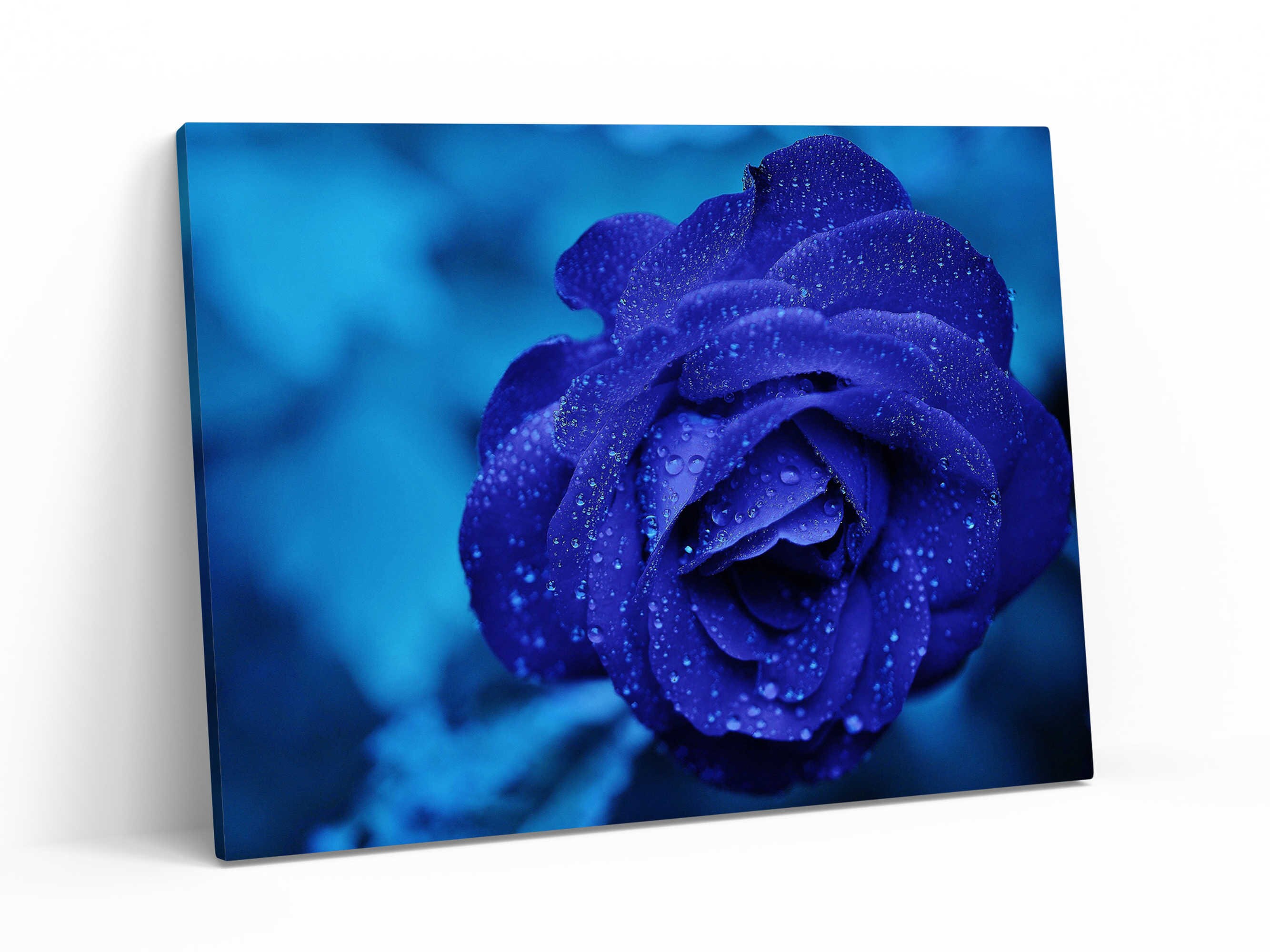 Midnightrose Flower Print Wall Art Bluerose Stretched Etsy
