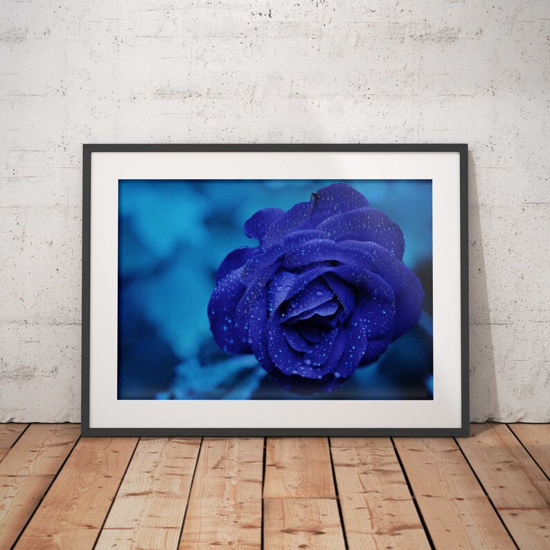 Midnightrose Flower Print Wall Art Bluerose Stretched Etsy