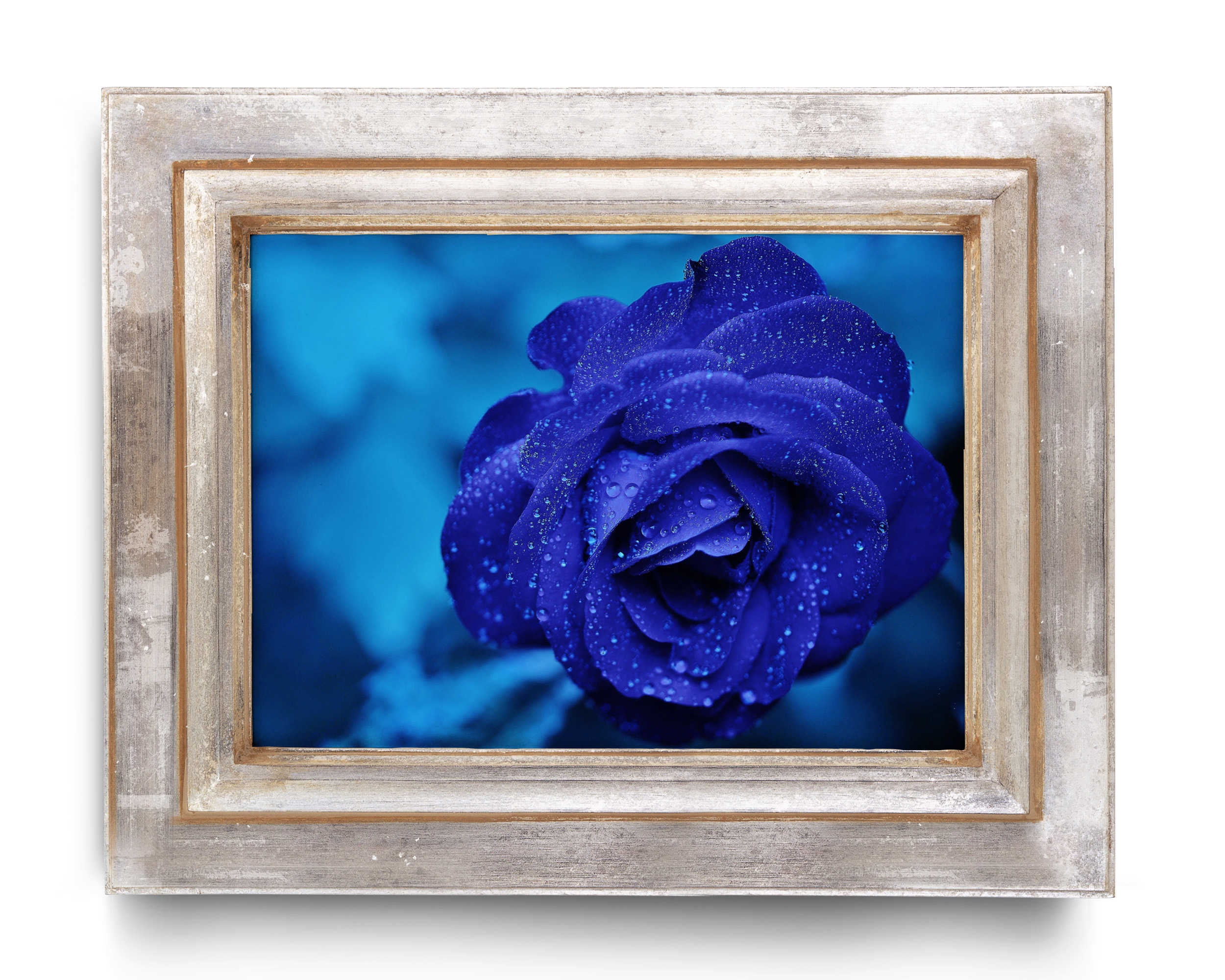 Midnightrose Flower Print Wall Art Bluerose Stretched Etsy