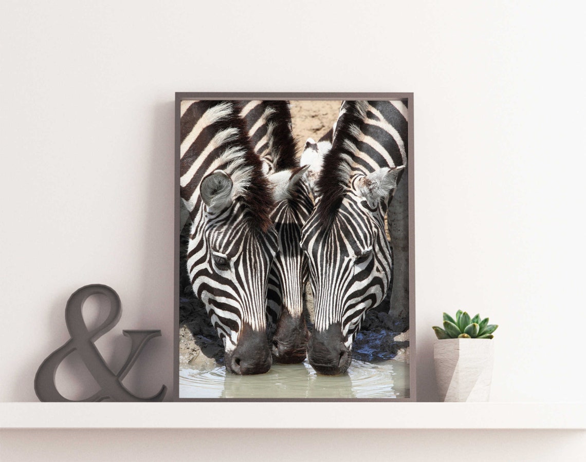 Zebra Couple Framed Art Wildlife Picture Poster Zoology Etsy