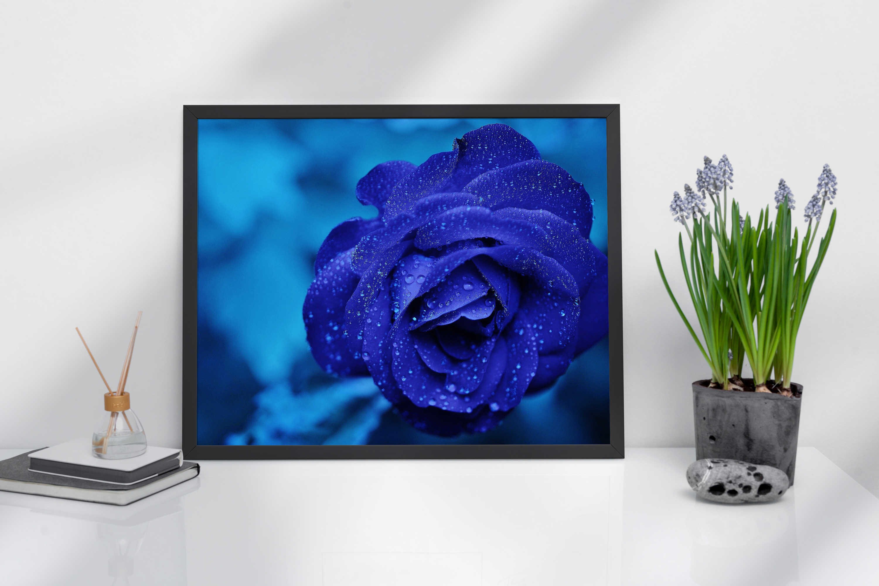 Midnightrose Flower Print Wall Art Bluerose Stretched Etsy