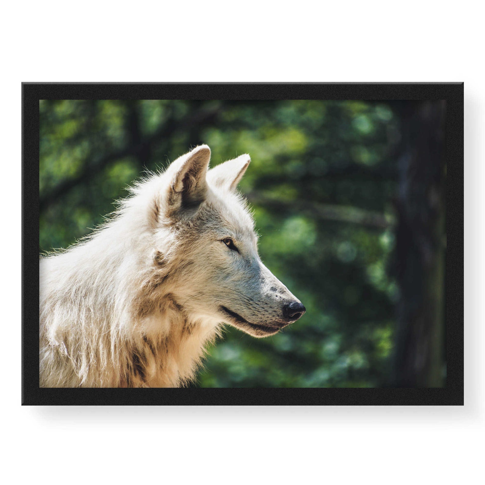 Beautiful White Wolf Framed Wall Art Office Decor Stretched Etsy
