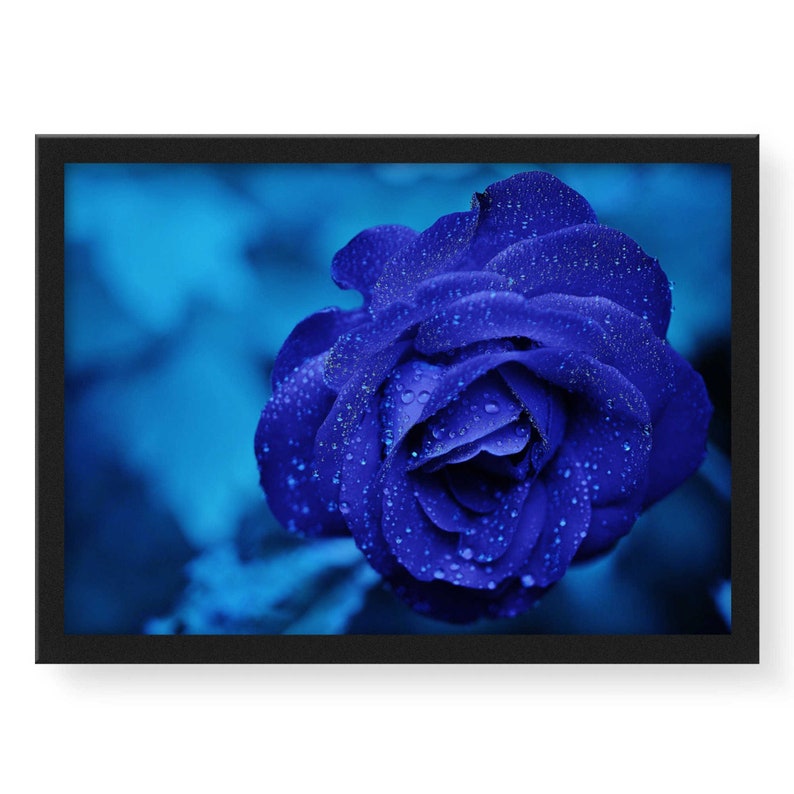 Midnightrose Flower Print Wall Art Bluerose Stretched Etsy