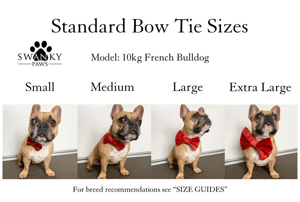 Black Dog Bow Tie Wedding Collar - Formal Black Dog Bow Tie - Pet Coll –  Bully Bows