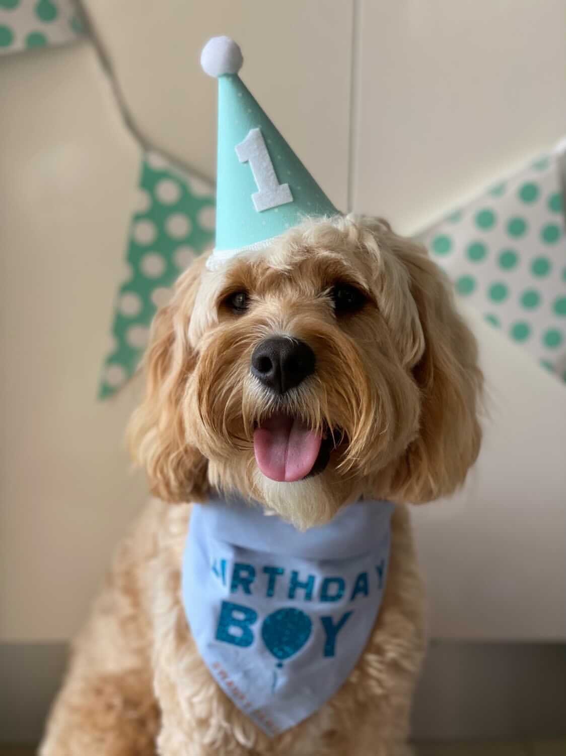 Birthday Dog Bandana Birthday Boy Dog Bandana Personalised Etsy Australia