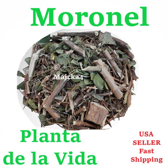 Planta De La Vida Moronel 1 oz Synadenium Grantii Etsy España