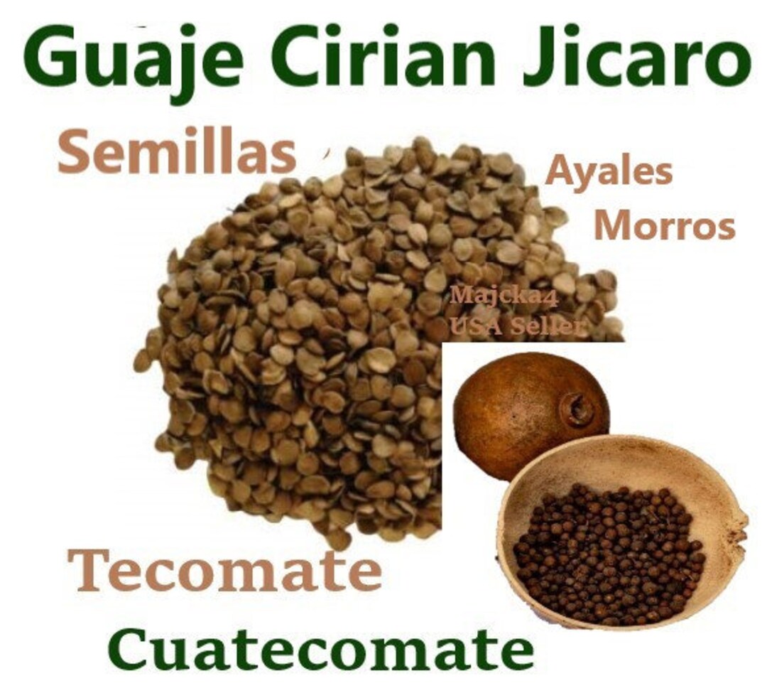 Guaje Cirian Ayales Jicaro SEMILLAS Vias Respiratorias Etsy