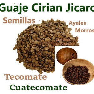 Guaje Cirian Cuatecomate Ayales Jicaro SEMILLAS Vias Respiratorias