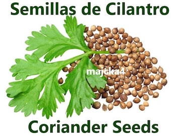 SEMILLAS de CILANTRO Silvestre coriander seeds Wild Crafted Herbal Teas