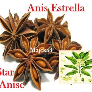 May include: Close-up of star anise, a brown, star-shaped spice with eight points. The spice is also known as anise star or Illicium verum. The image also shows a botanical illustration of the star anise plant.