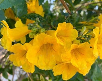 Esperanza Yellow Bells Trumpet .50 oz 2oz 4oz Gold star  WHOLESALE  3 lbs 10 lbs MAYOREO