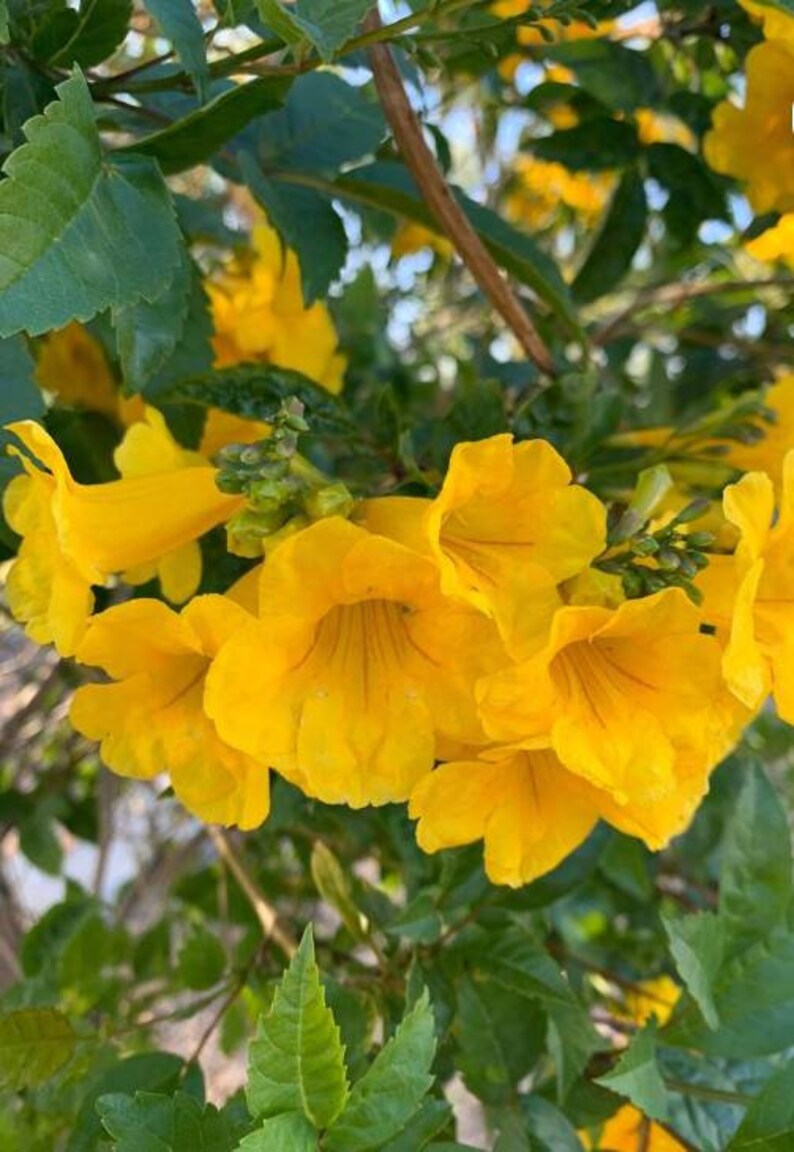 Esperanza Yellow Bells Trumpet .50 Oz 2oz 4oz Gold Star Etsy