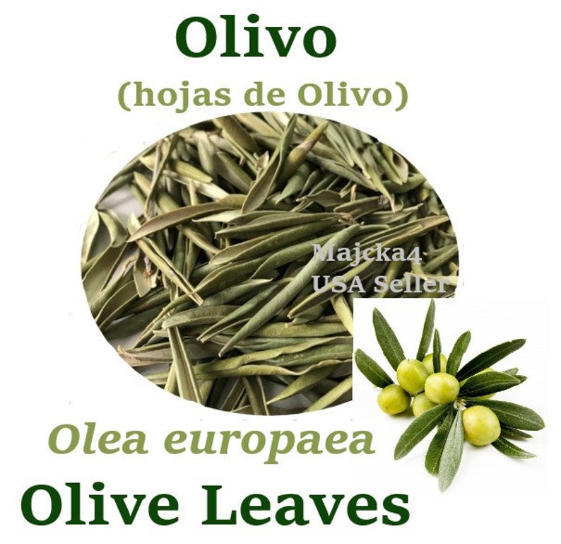 OLIVO Hojas De Olivo 4 Oz TE Hierbas OLIVE Leaves 4 Oz Herbs Etsy