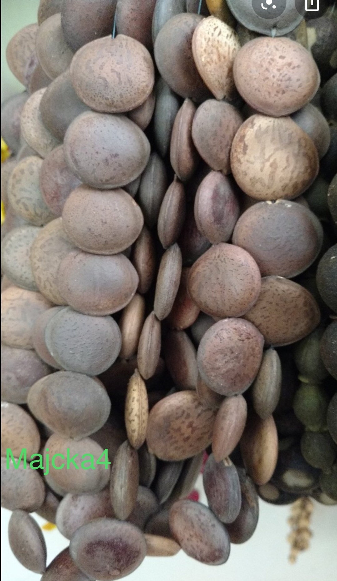 Habas De San Ignacio Como Se Toman Habas De San Ignacio - Etsy