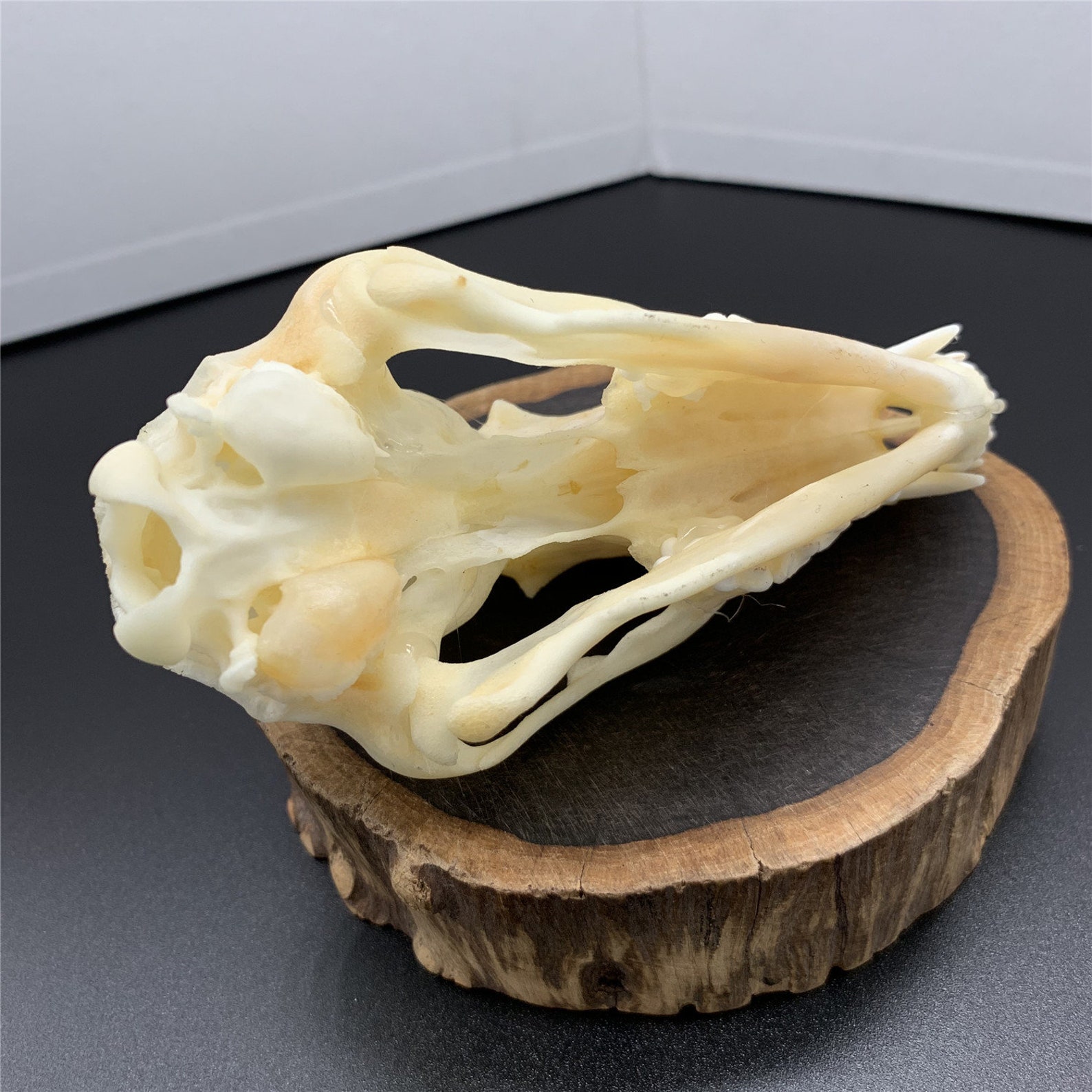 Real Raccoon skull bone specimen after cleaned and bleached. | Etsy