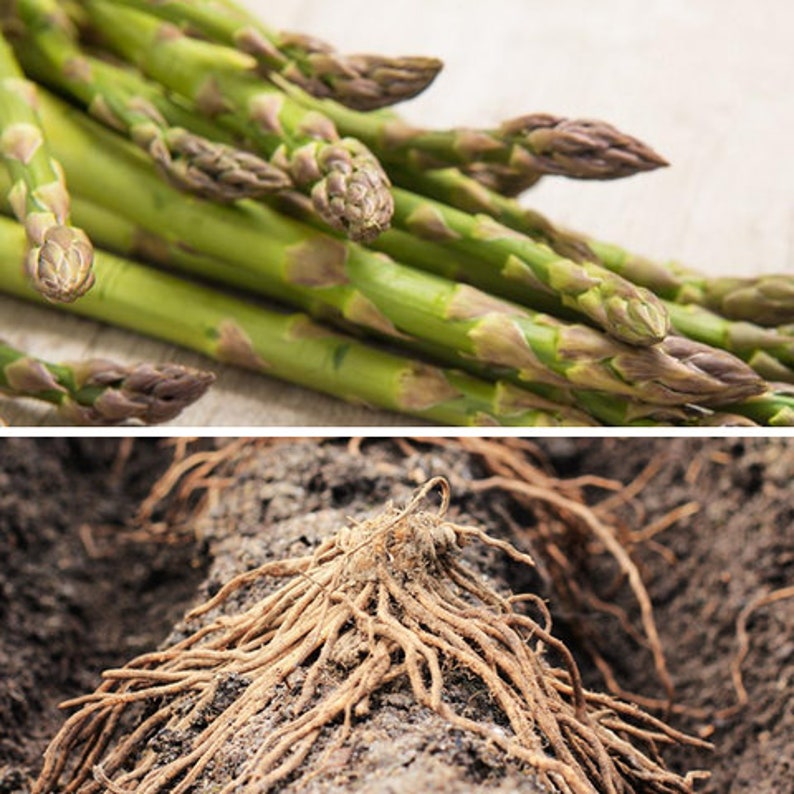 Jersey Knight Asparagus Crown 2 Year PRE SALE Etsy