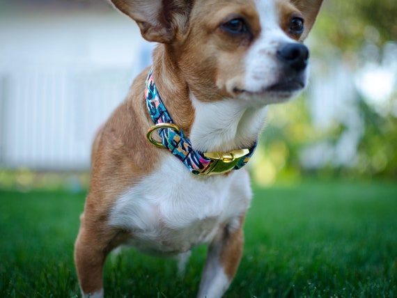 Luxury Designer Brown Monogram Dog Collar In XS, S, M, L, XL (Optional  Leash)