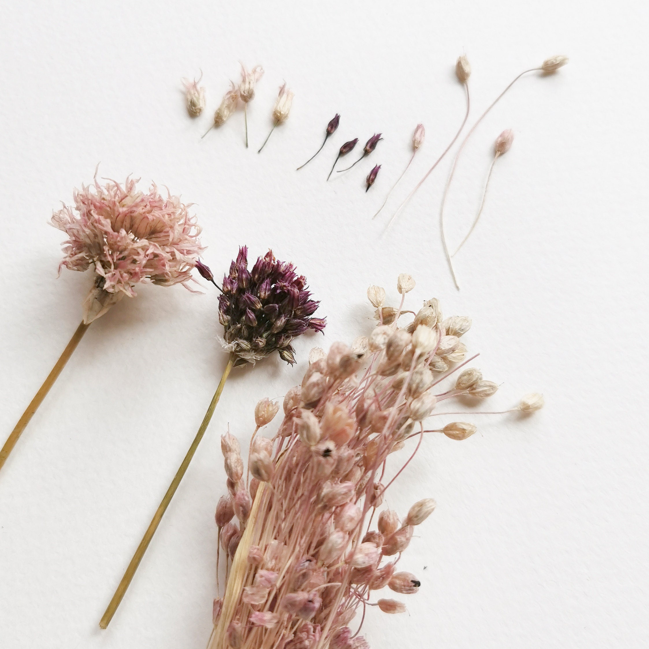 Tiny dry flowers. Set of 3 sprigs of wild Garlic. Naturally Etsy