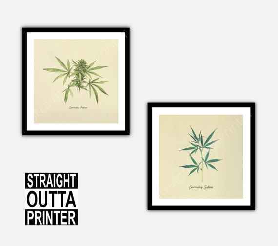 Cannabis Sativa Marijuana Hemp Posters 12 Print Set Botanical Art Print