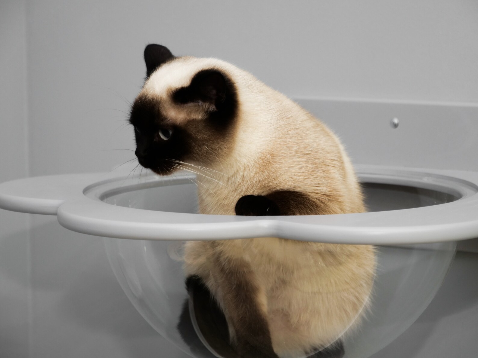 Wallmounted Transparent Chaise Lounge for Cats Cat Window Bed Etsy