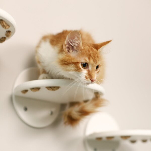 Cat Climbing Frame Etsy
