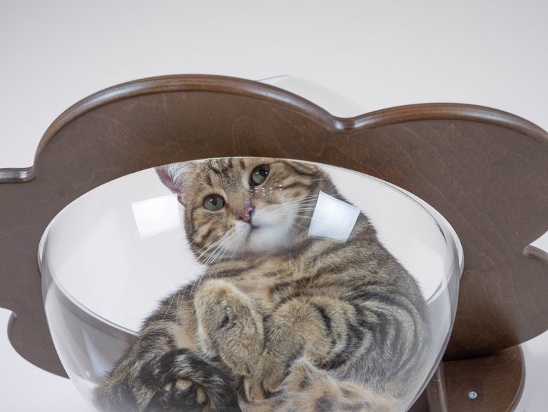 Wallmounted transparent chaise lounge for cats Cat window bed Etsy