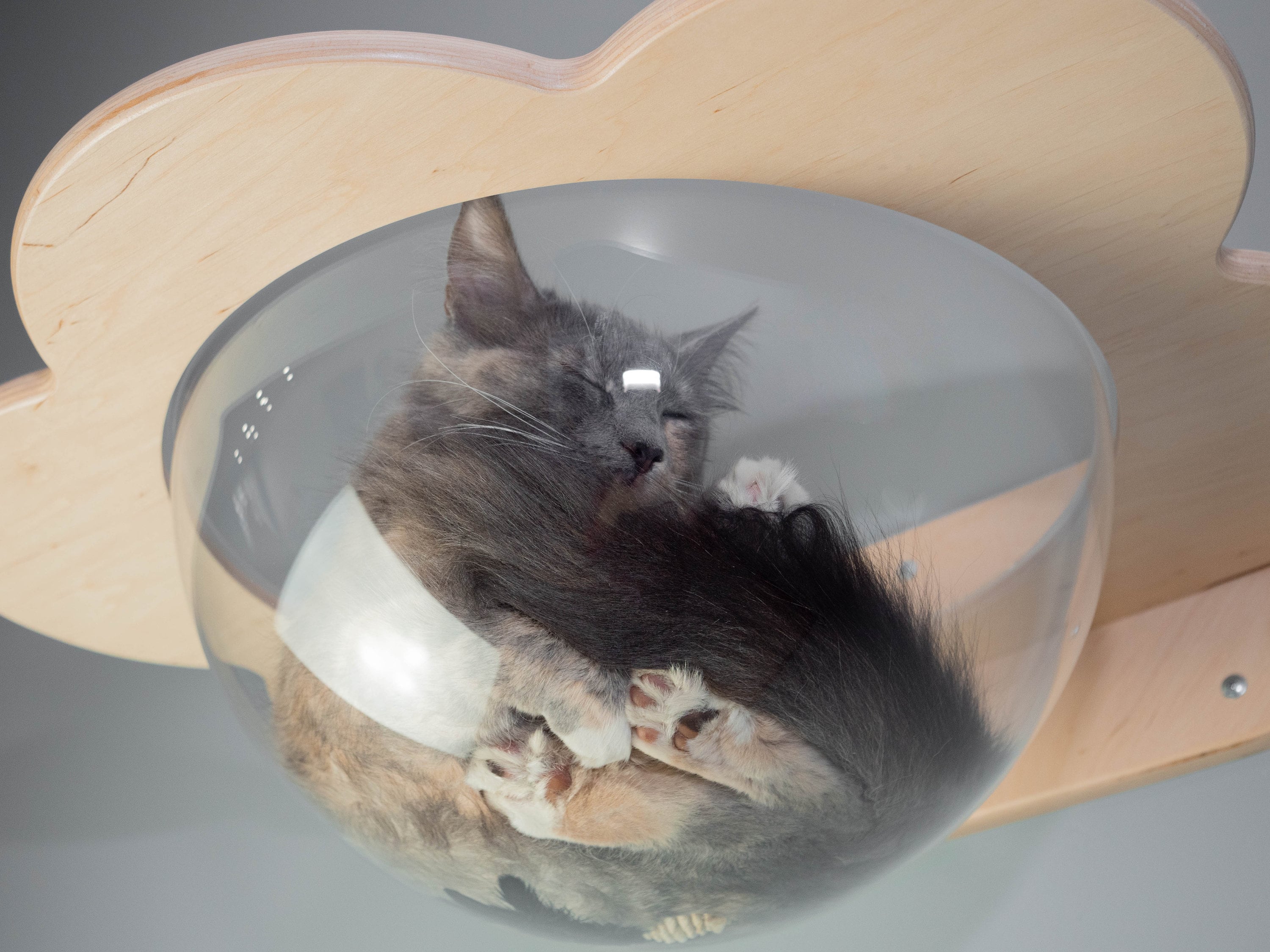 Bubble cat bed Window cat perch Wood cat wall shelf Cat Etsy