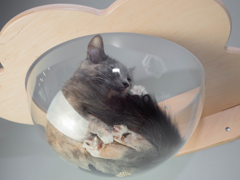 Wallmounted Transparent Chaise Lounge for Cats Cat Window Bed Etsy