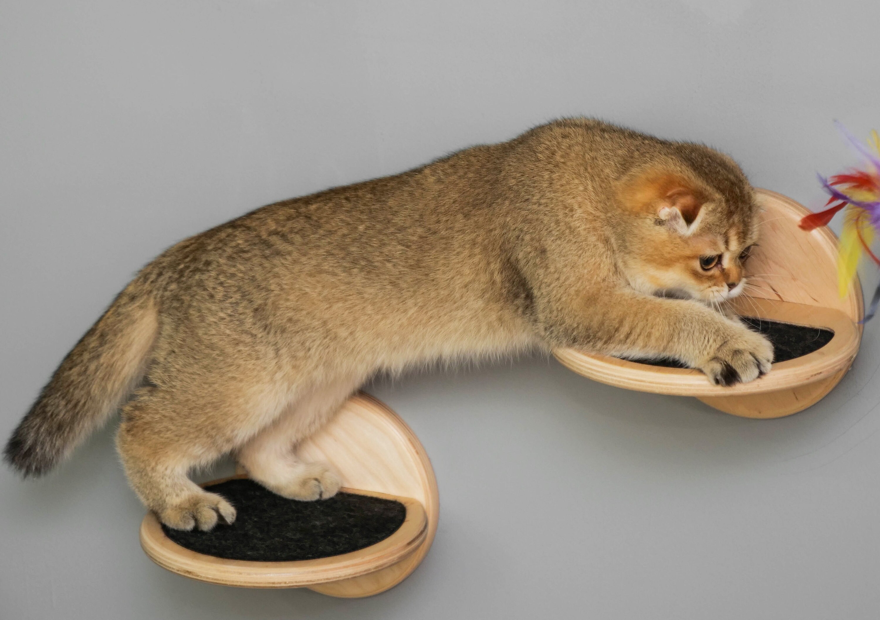 NonSlip Cat Steps Cat Tree Cat Wall Steps Cat Shelves Cat Gym Etsy