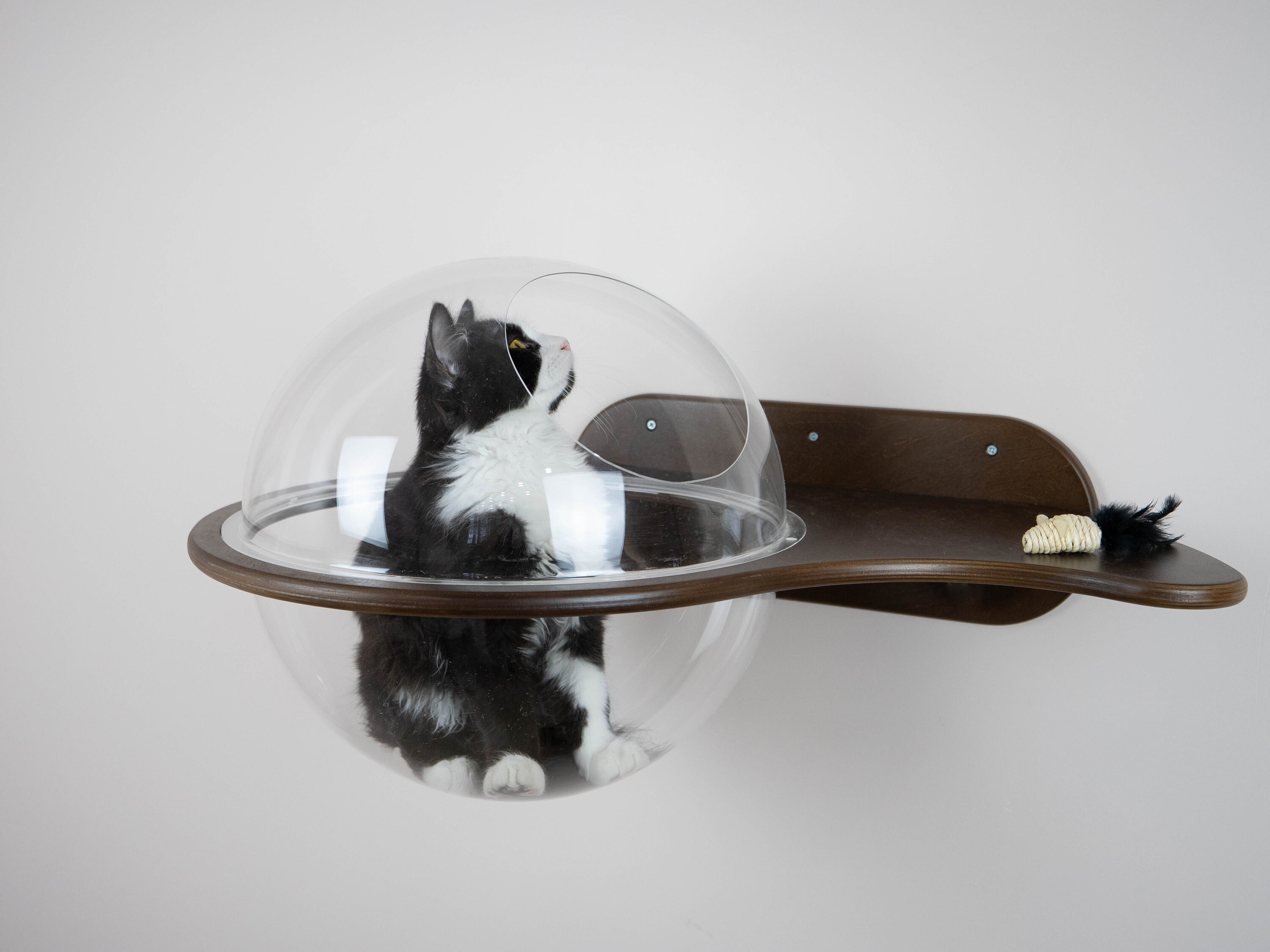 Cat bubble on wall Unique gift for cat lovers Elegant cat cave Etsy