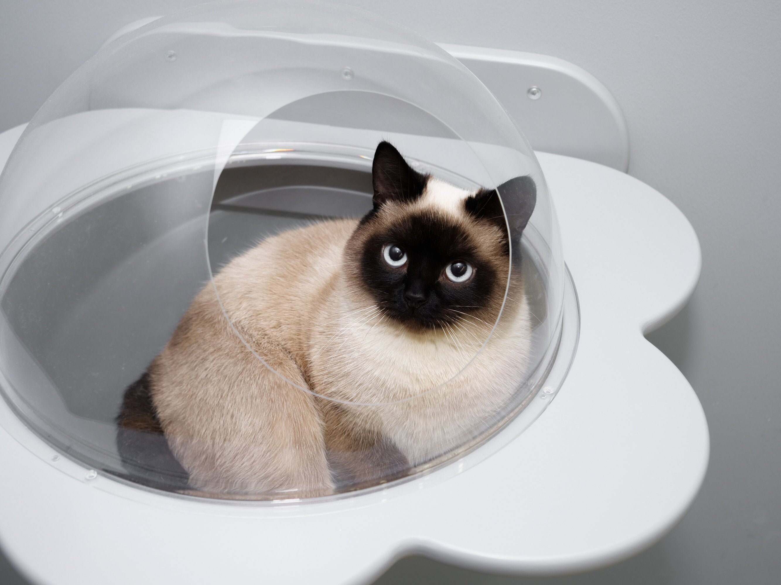 NEW cat bubble bed Eco wood Shelf Best wall mounted cat house Etsy