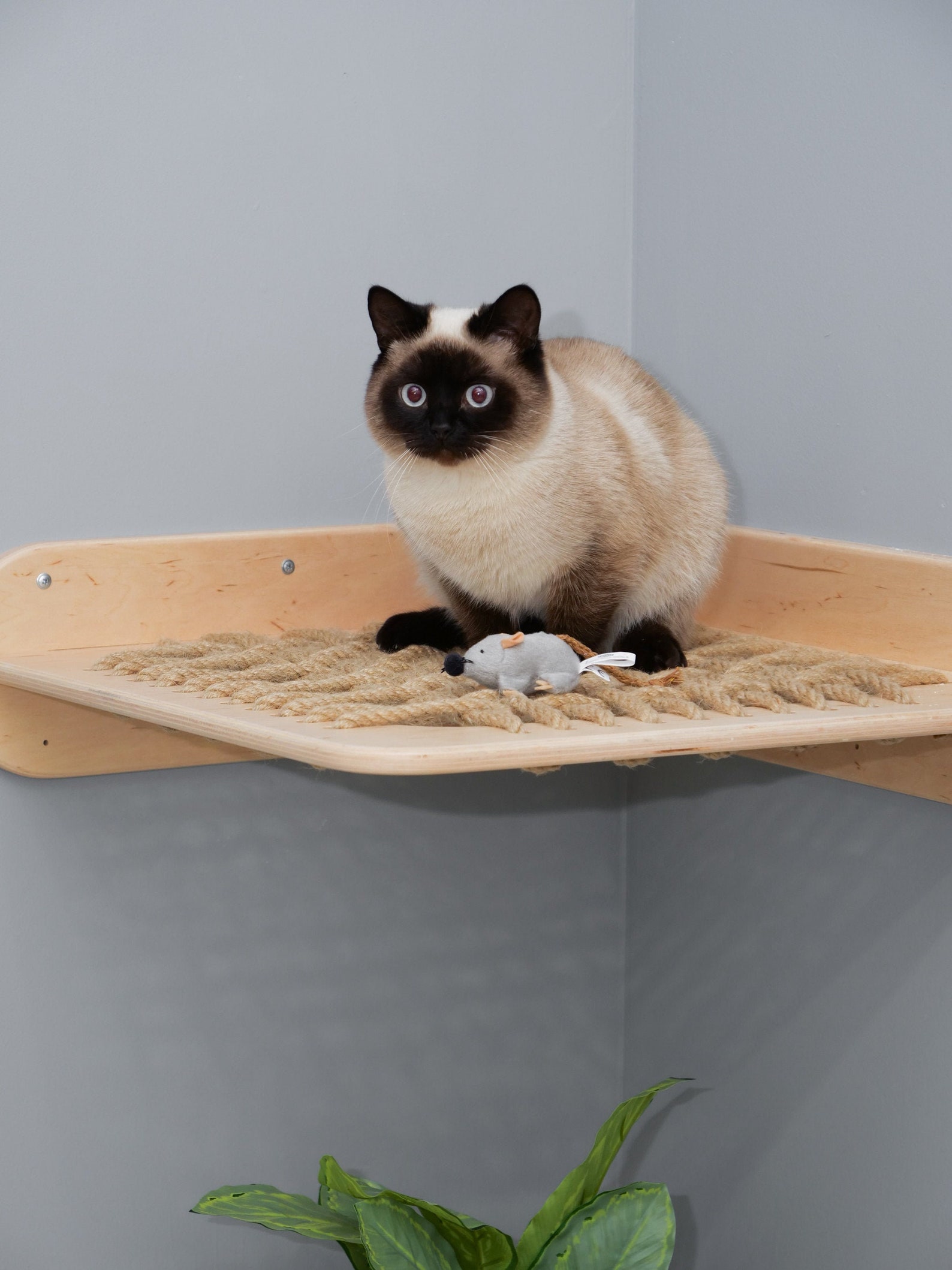 Cat wall bed Wooden pet shelf Cat shelf and bed Cat rope bed Etsy