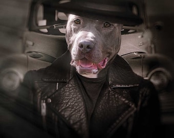 May include: A gray pit bull dog wearing a black fedora hat and a black leather jacket. The dog is sitting in the driver's seat of a vintage car.