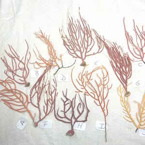 May include: A collection of dried coral branches in shades of pink, orange, and yellow are displayed on a white surface. Each branch has a unique shape and texture, with labels A to J. The coral appears delicate and natural.